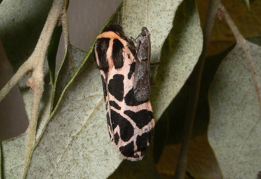 Cymbalophora pudica (Esper, [1785])